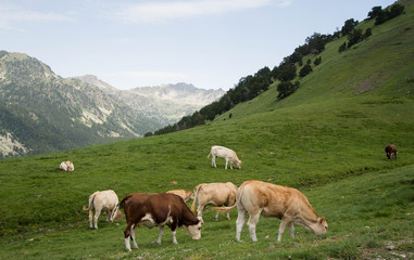 Obraz premium Vache vallée de l'Oule France