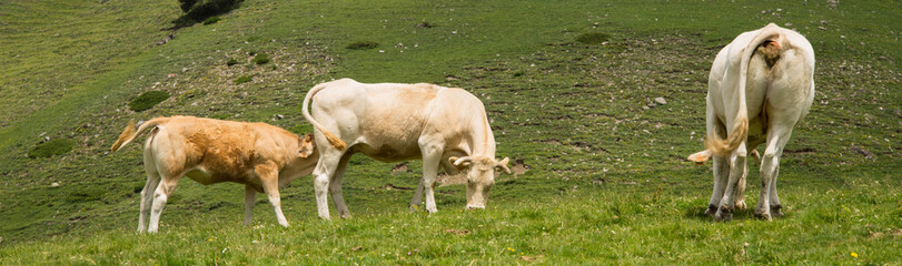 Vache vallée de l'Oule France