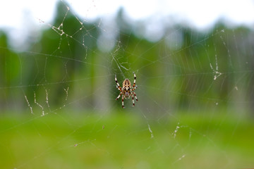 Spider on a web in the forest closeup