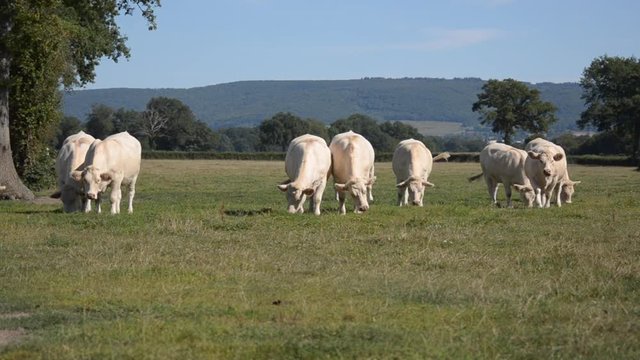 Troupeau de vaches charolaises