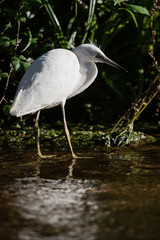 Little Egret, Heron, Egretta Garzetta