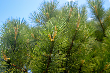 Fototapeta premium Green fluffy pine branch in Montreal, Canada.