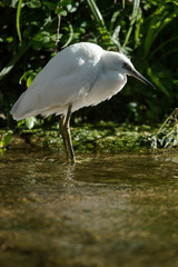 Little Egret, Heron, Egretta Garzetta