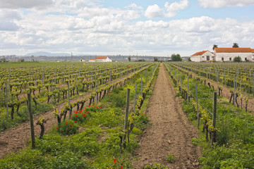 Fototapeta na wymiar Vineyard and agricultural fields