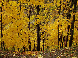 Autumn forest landscape 