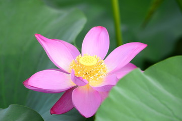 lotus