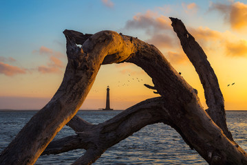 morris island lighthouse through driftwood at sunset, south carolina coast