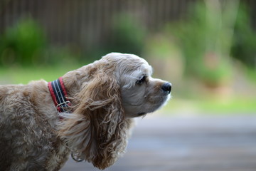 アメリカンコッカースパニエル