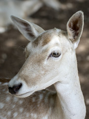 Obraz premium GAMO JOVEN PRIMER PLANO