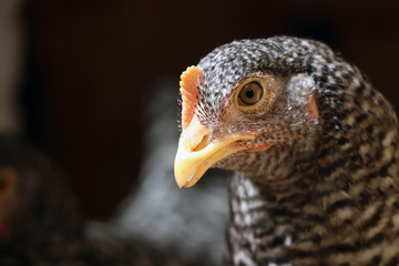 Beautiful Laying Hen Chicken Profile View of Head 