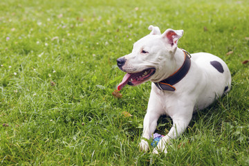 White american staffordshire terrier, lying in the grass, with her toy near. Two years old female dog. Outdoors.