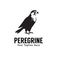 peregrine bird