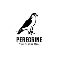 peregrine bird