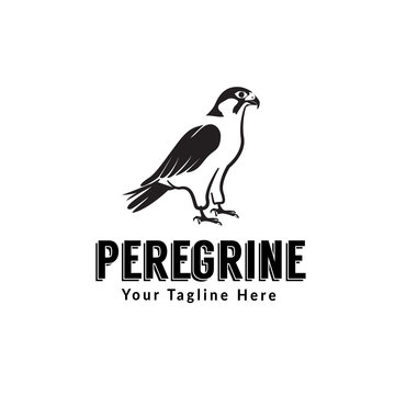 peregrine bird