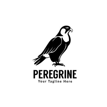 peregrine bird