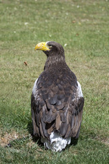 PIGARGO DE STELLER