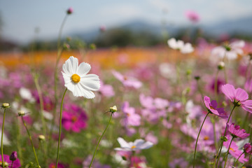 white flowers