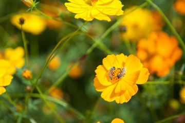 A bee in the flowers in the garden.