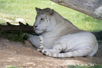 TIGRE BLANCO