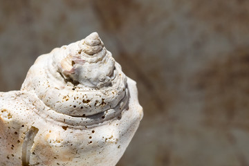 Conch shell