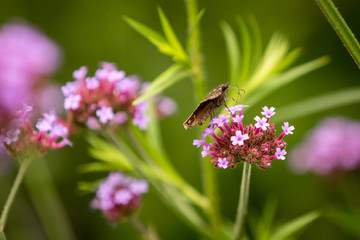 Butterfly and Purple Floweer