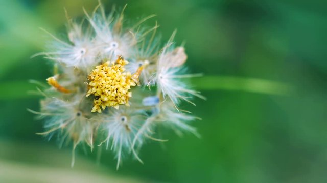 Closeup dried weed seed, Tridax daisy