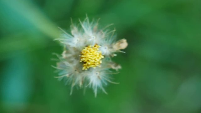 Closeup dried weed seed, Tridax daisy