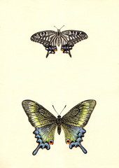 Рисунок бабочки парусники Ксут и Маака акварелью