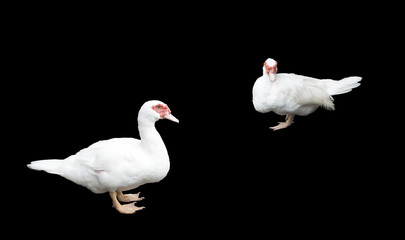 two white duck on black background