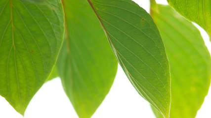 葉のクローズアップ