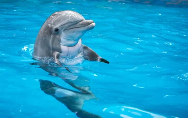 Tuinposter Baby Dolfijn © Douglas