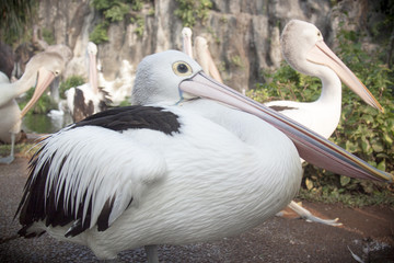 A Pelican