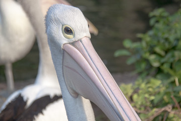 Pelican Head