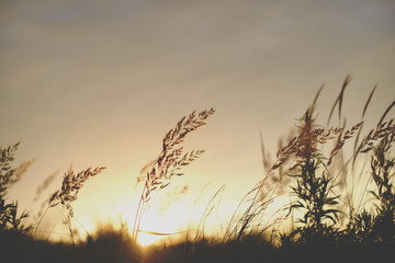 Obraz premium Sunrise plant silhouette in front of the sun