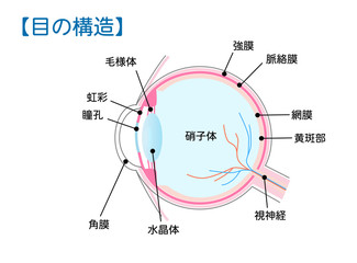 目（眼球）の構造図解ベクターイラスト