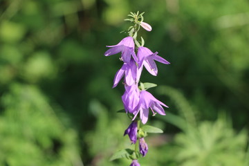 Lilac flowers bells on a bright sunny day