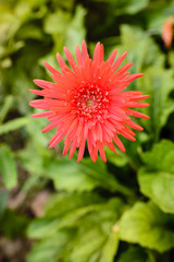 Red gerbera flower, green leaf