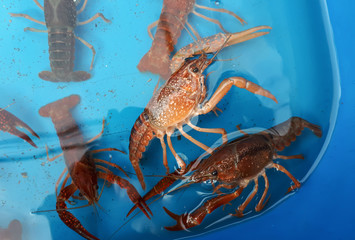 Crayfish farming concept