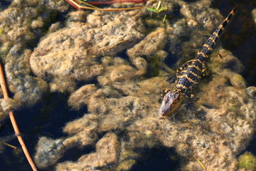 crocodile
