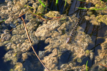 crocodile