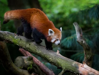 Rideaux velours Panda Photo de panda roux