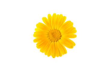 Marigold on white background