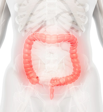 3D illustration of Large Intestine.