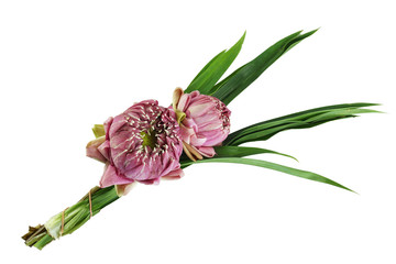 pink lotus isolated on white background