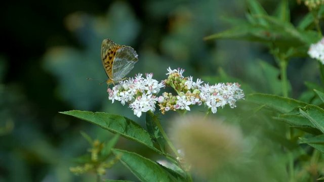 Kaisermantel Butterly - Argynnis Paphia - Closeup, Slowmo- Graded version, native version also available