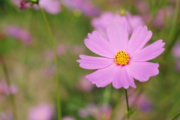 cosmos flowers pink color garden background nature wallpaper blossom blooming colorful meadow  wall plant vintage sunlight botany light 
