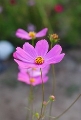 Obraz premium cosmos flowers pink color garden background nature wallpaper blossom blooming colorful meadow wall plant vintage sunlight botany light 