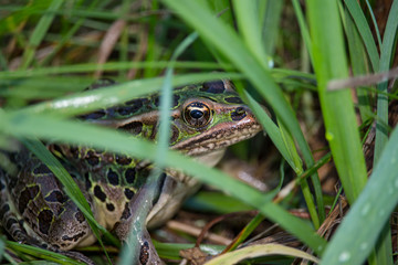 A northern leopard frog peeks between blades of grass.