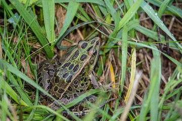 A northern leopard frog peeks between blades of grass.