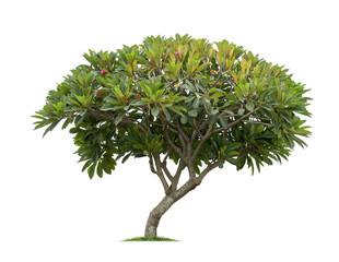 Isolated frangipani or plumeria tree on white background